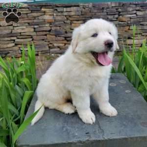 Cleo, Great Pyrenees Puppy